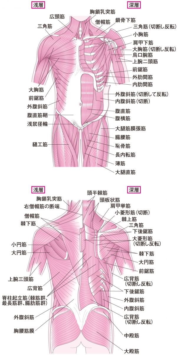 筋肉の硬さと血流低下のイメージ
