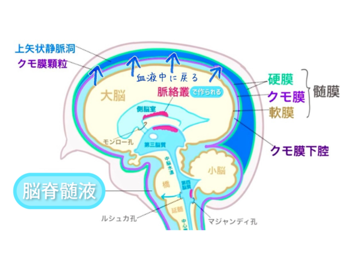 脳脊髄リンパ3 » 奈良市 整体|さくら整体院 JR奈良駅→3分 骨盤矯正ダイエット+小顔矯正 カイロプラクティック整体院 脳脊髄リンパ3