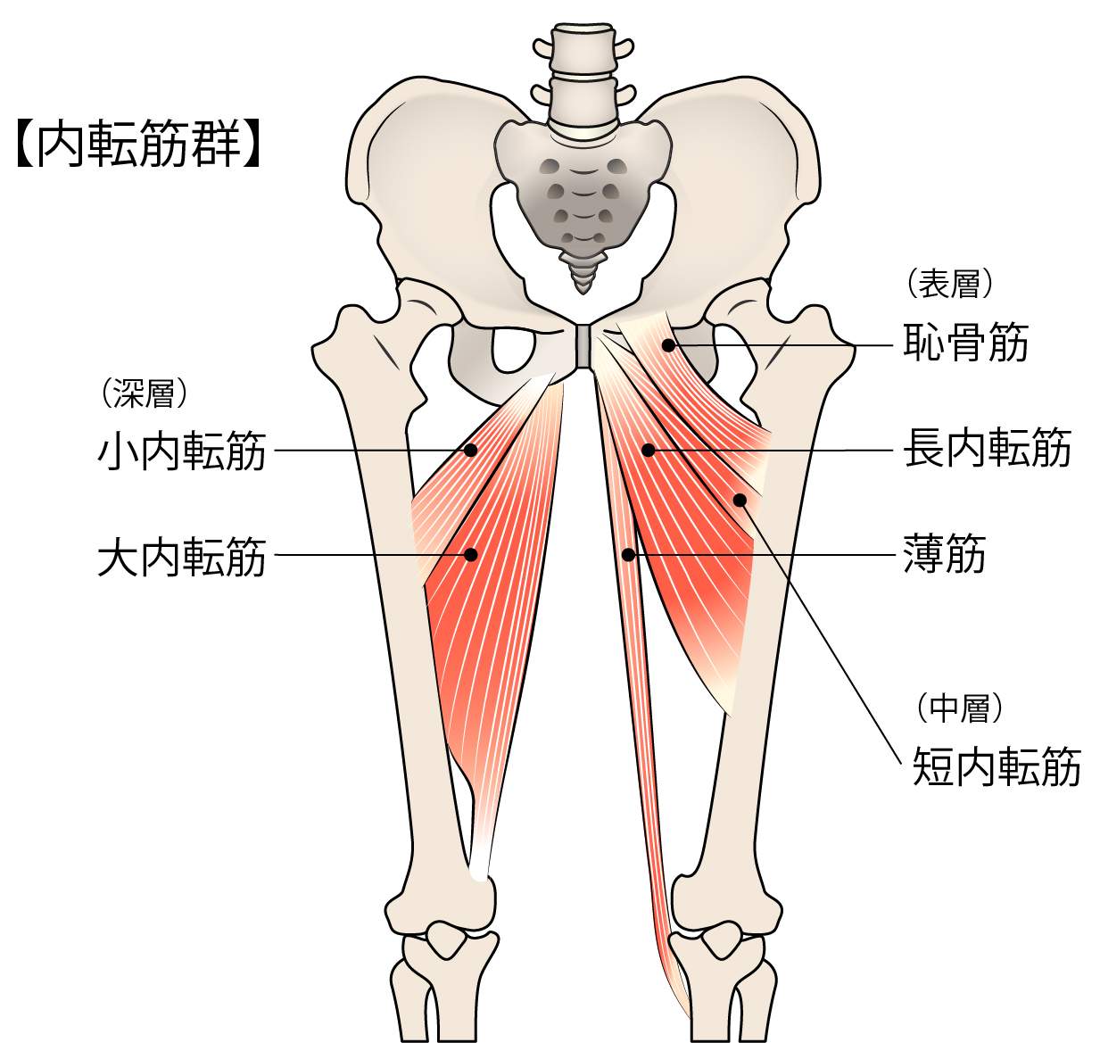奈良県奈良市｜整体 骨盤矯正 マッサージ 小顔矯正
