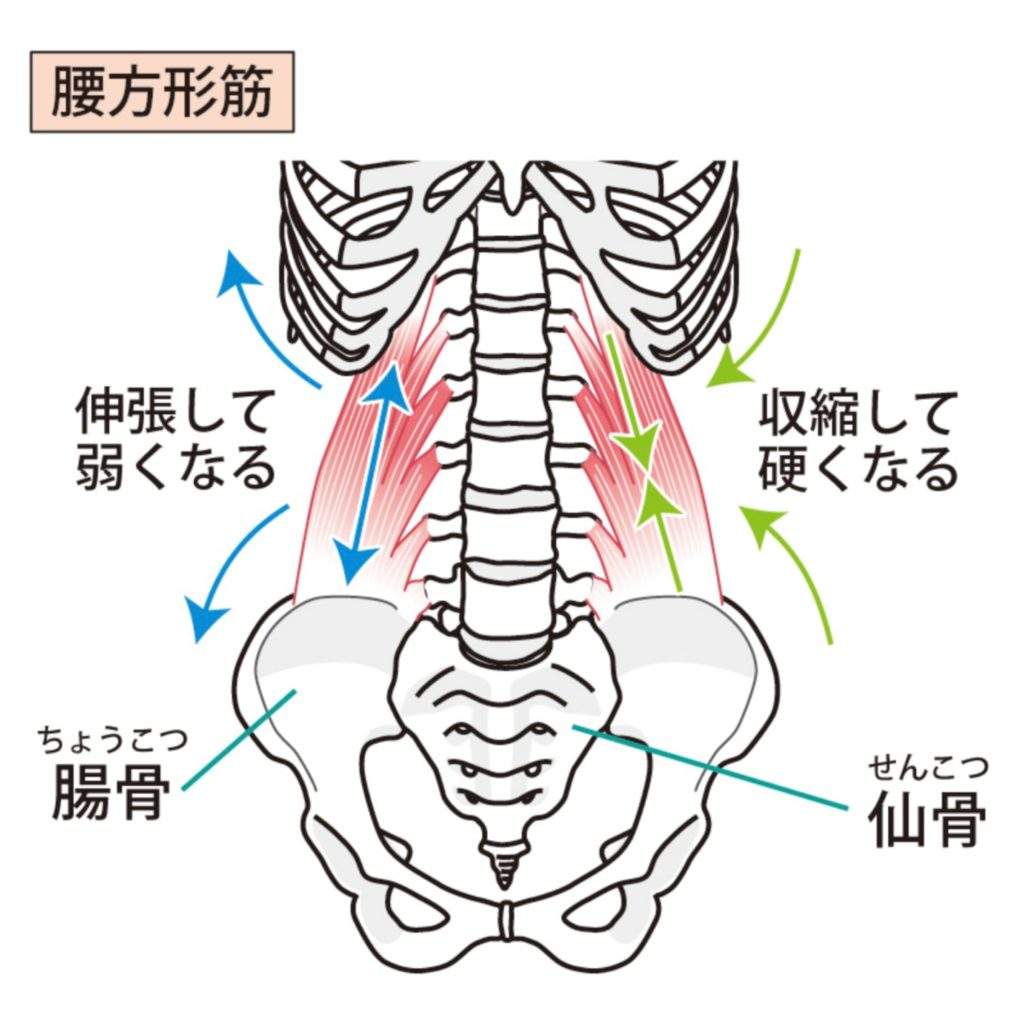 奈良県 奈良市 さくら整体院（JR奈良駅）骨盤矯正 整体 骨盤矯正ダイエット リンパ 腸もみ マッサージ