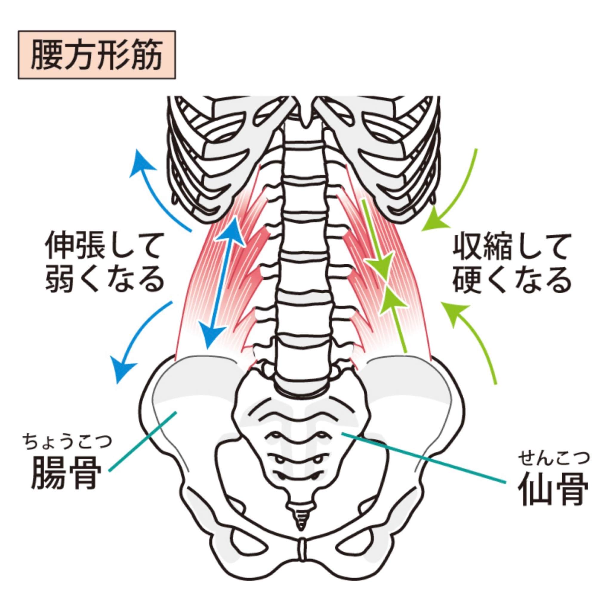 奈良市腰痛