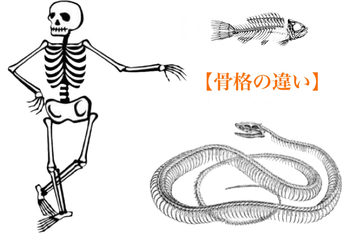 人とヘビ、骨格の違い