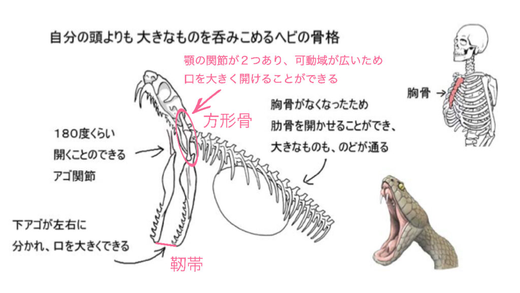 人とヘビ、骨格の違い » 奈良市 整体 さくら整体院|JR奈良駅徒歩3分