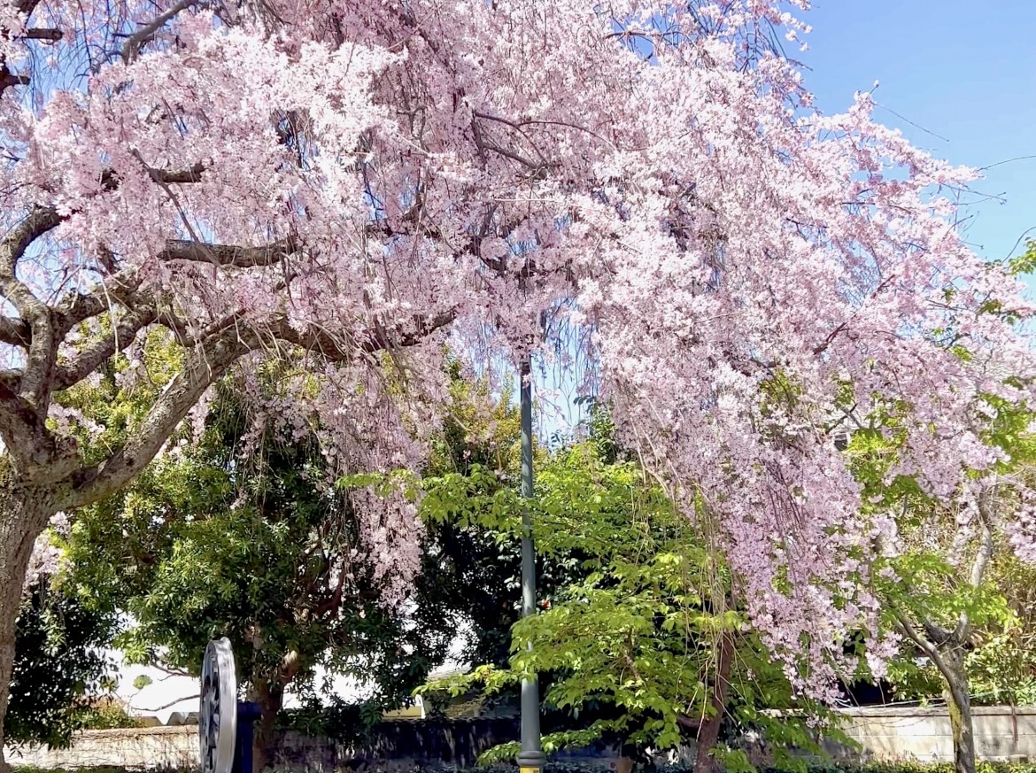 奈良市桜
