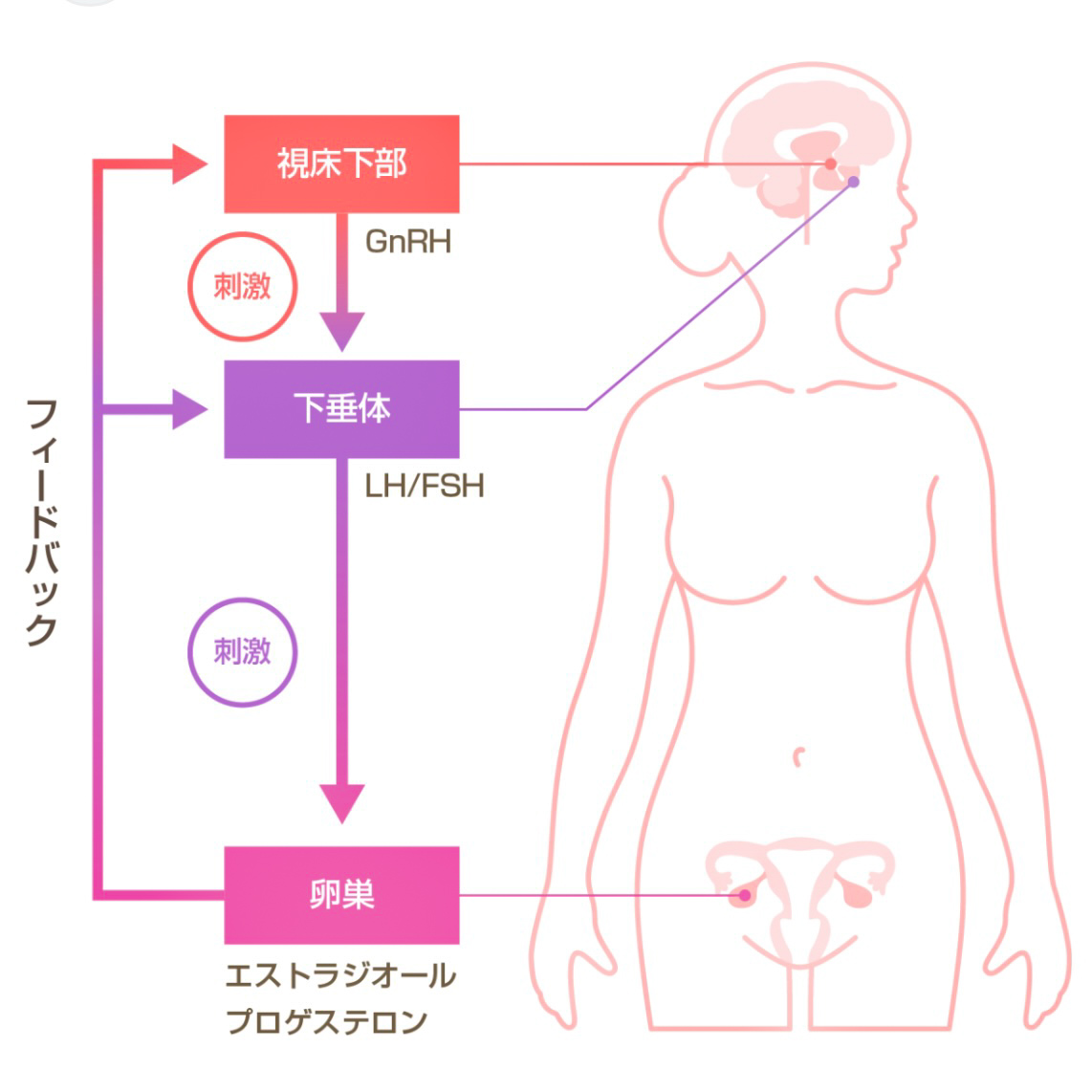 女性ホルモンPMS生理痛 » 奈良市 整体|さくら整体院 JR奈良駅→3分 骨盤矯正ダイエット+小顔矯正 カイロプラクティック整体院 女性ホルモンPMS生理痛