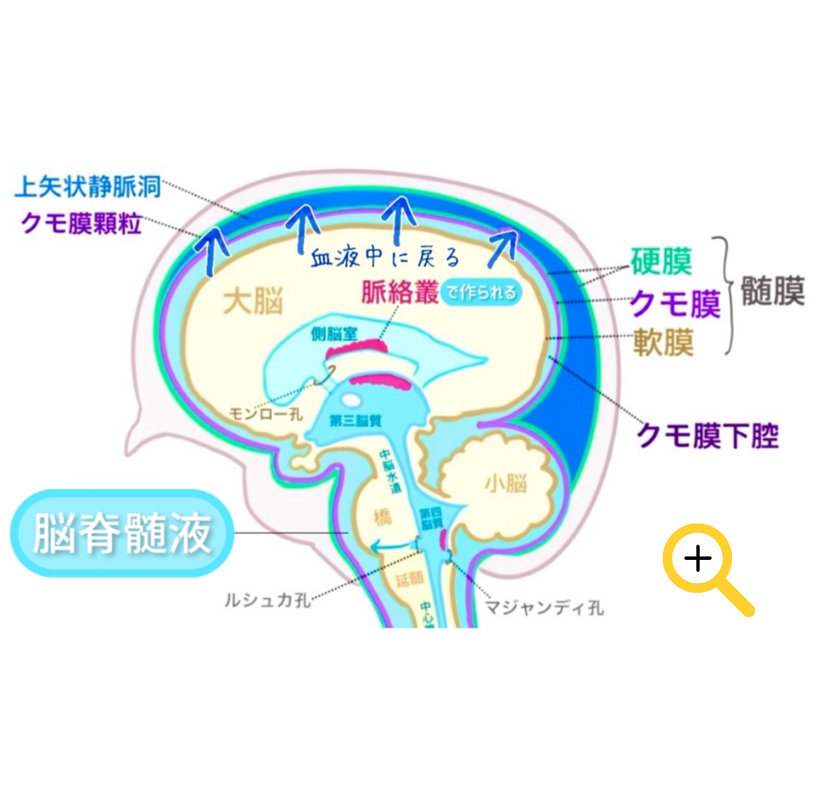 脳脊髄液の循環とデトックス