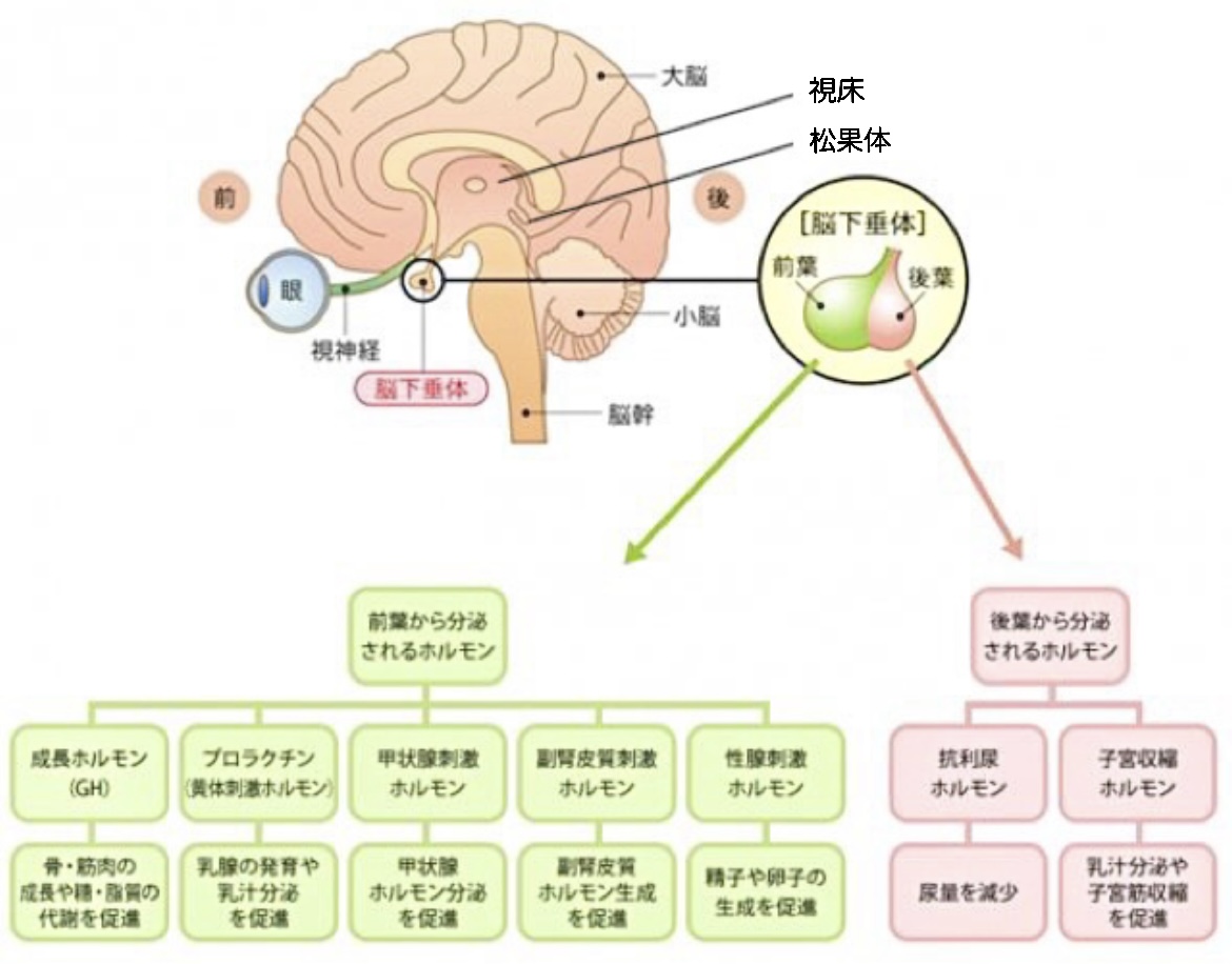脳脊髄リンパ2