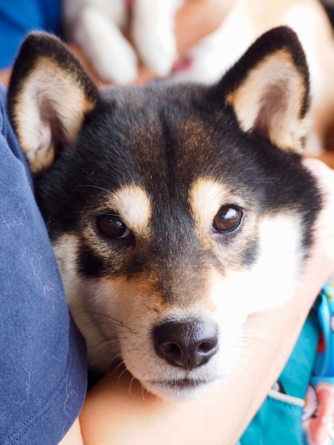 奈良犬