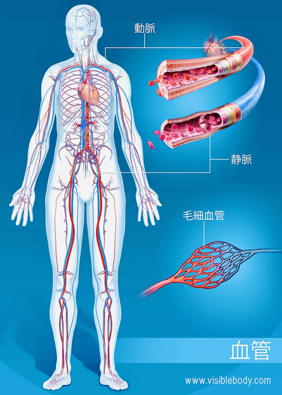 奈良市 ふくらはぎ整体｜巡り改善で冷え・むくみ・疲労感にアプローチ