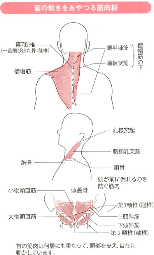 首こり