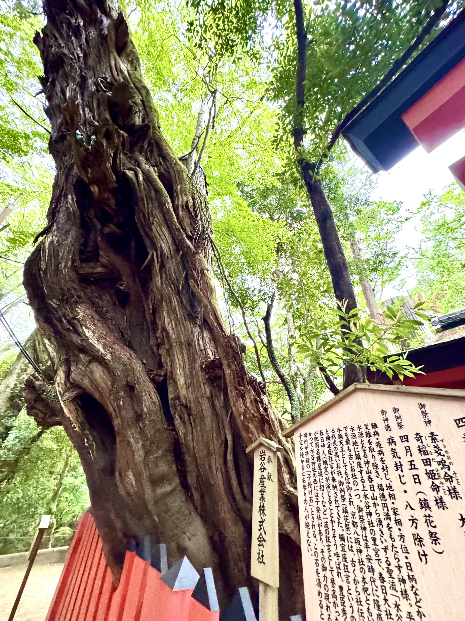 奈良市 奈良公園 春日原始林 » 奈良市 整体|さくら整体院 JR奈良駅→3分 骨盤矯正ダイエット+小顔矯正 カイロプラクティック整体院 奈良県奈良市 奈良公園 春日原始林
