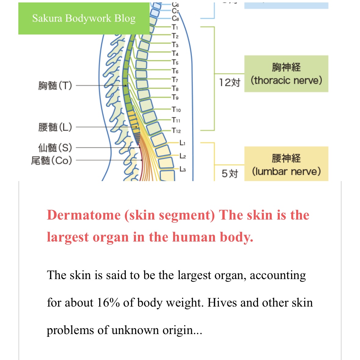English Massage Nara City » 奈良市 さくら整体院 JR奈良駅 整体・骨盤矯正 English Massage Nara City