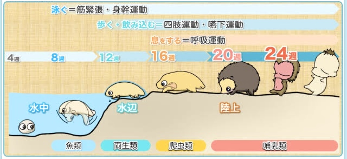 産後の骨盤矯正 » 奈良市 整体|さくら整体院 JR奈良駅→3分 骨盤矯正ダイエット+小顔矯正 カイロプラクティック整体院 産後の骨盤矯正