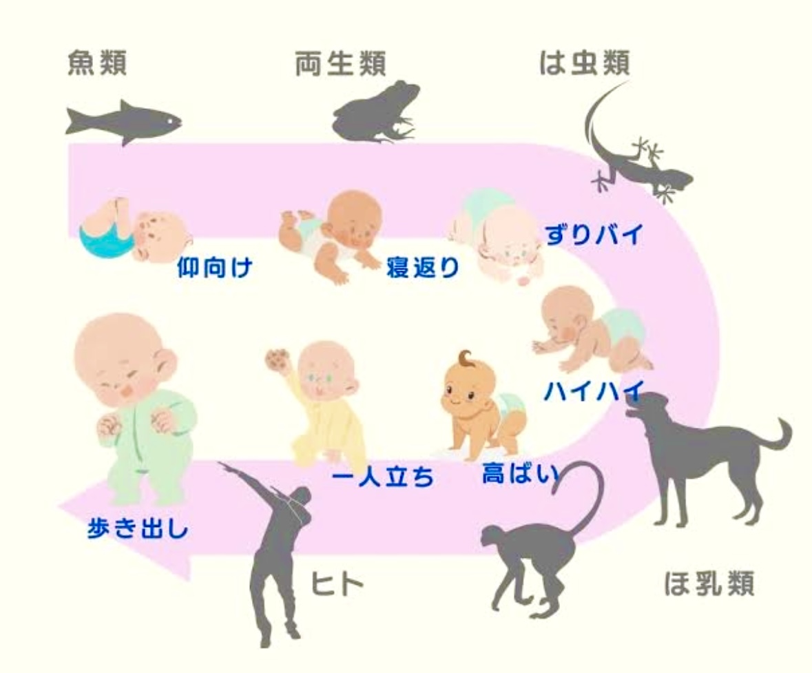 産後の骨盤矯正 » 奈良市 整体|さくら整体院 JR奈良駅→3分 骨盤矯正ダイエット+小顔矯正 カイロプラクティック整体院 産後の骨盤矯正