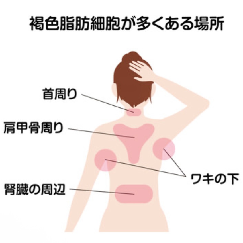 褐色脂肪細胞 » 奈良市 整体|さくら整体院 JR奈良駅→3分 骨盤矯正ダイエット+小顔矯正 カイロプラクティック整体院 褐色脂肪細胞