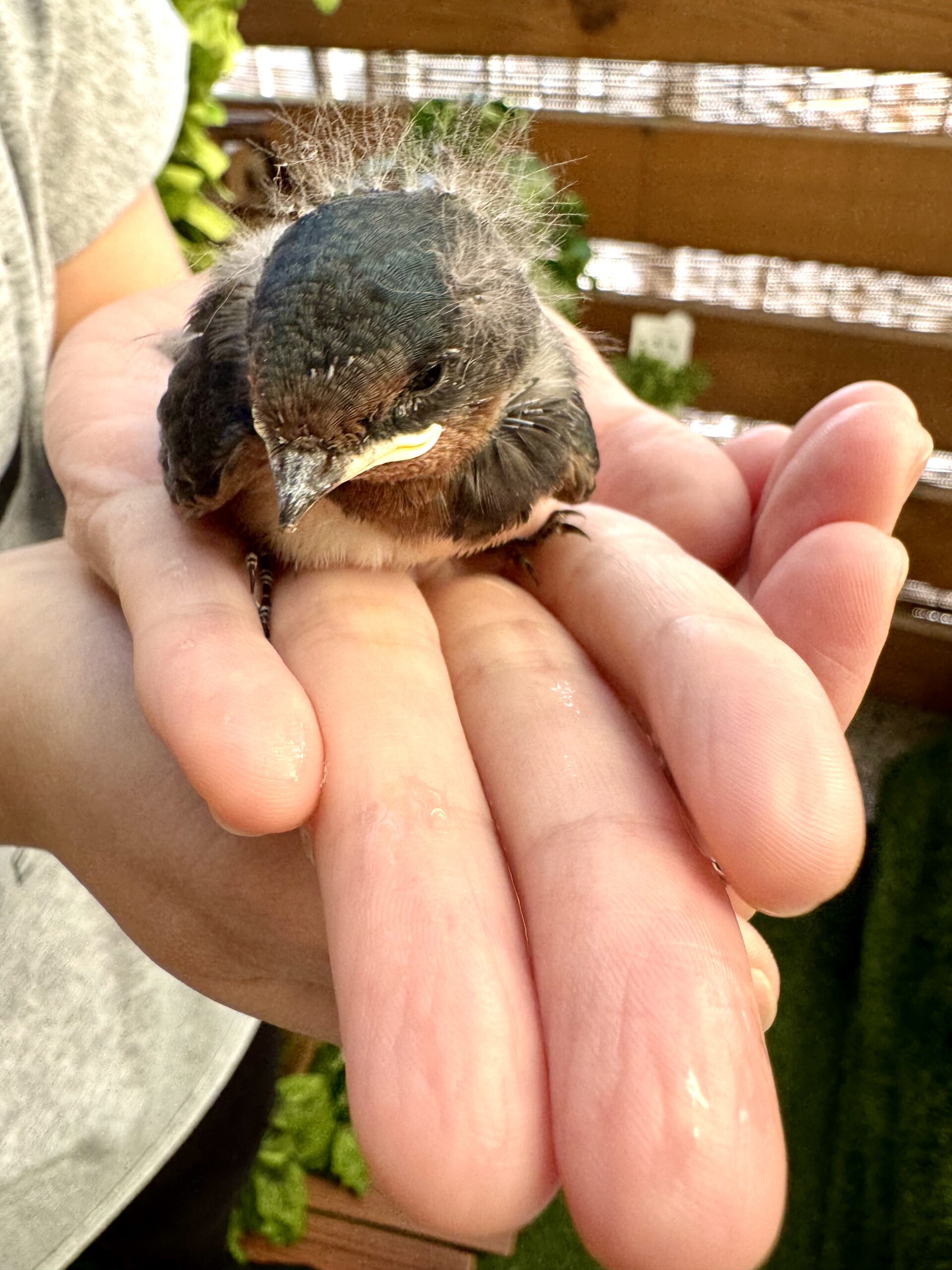奈良市さくらエステさくら整体院 » 奈良市 整体|さくら整体院 JR奈良駅→3分 骨盤矯正ダイエット+小顔矯正 カイロプラクティック整体院 奈良市さくらエステさくら整体院