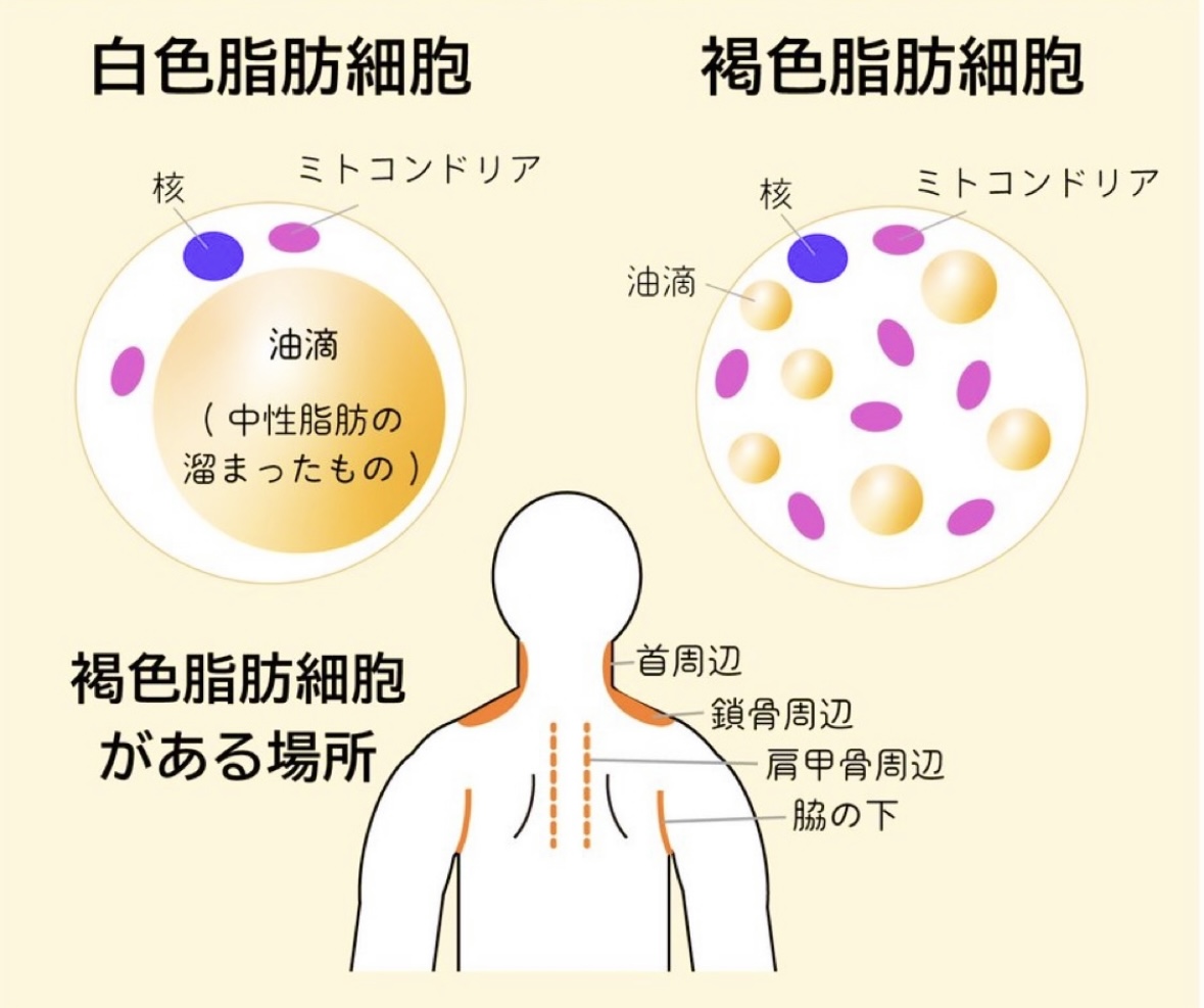 褐色脂肪細胞