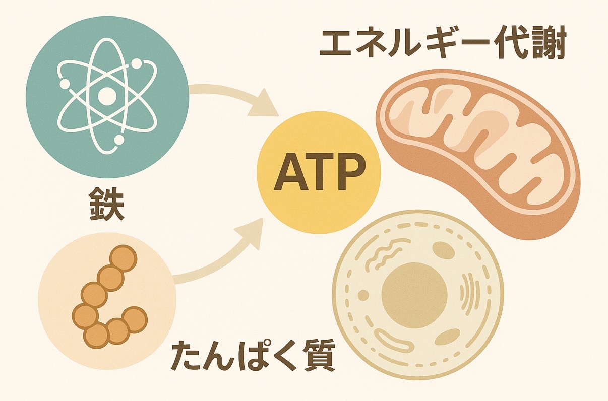 自律神経失調症・不眠症｜奈良市 整体院