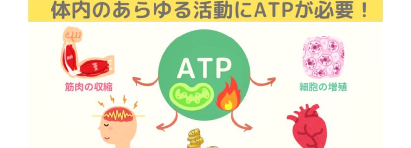 ミトコンドリアATP