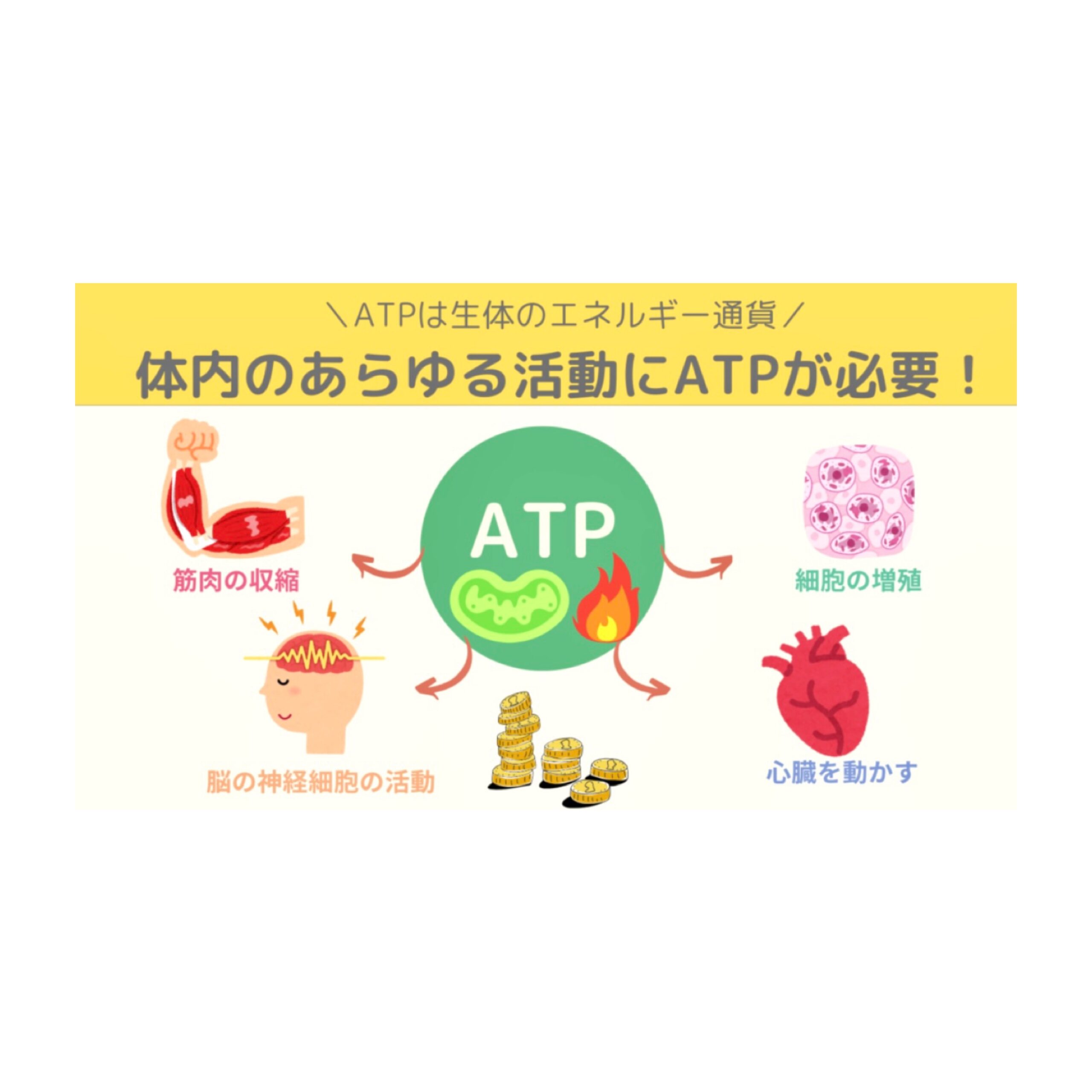 ミトコンドリアATP » 奈良市 整体|さくら整体院 JR奈良駅→3分 骨盤矯正ダイエット+小顔矯正 カイロプラクティック整体院 ミトコンドリアATP