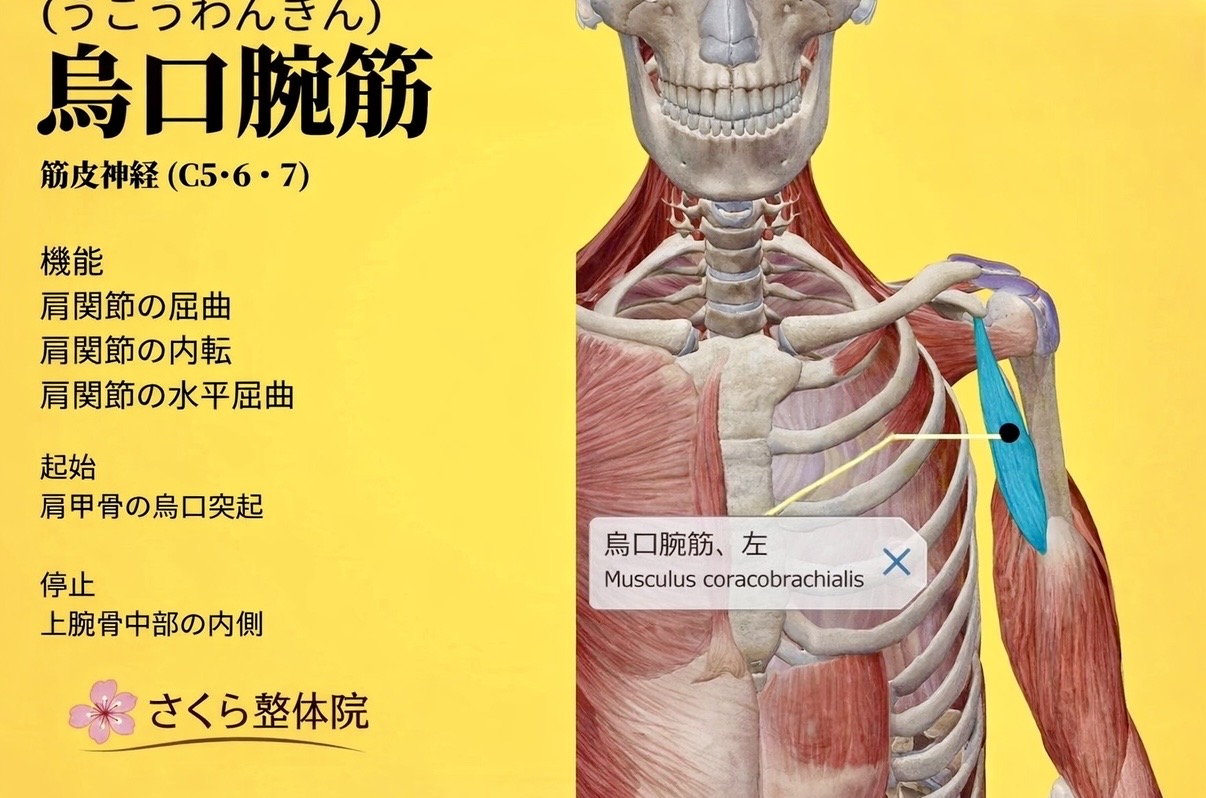 スマホ巻き肩矯正｜奈良市 さくら整体院