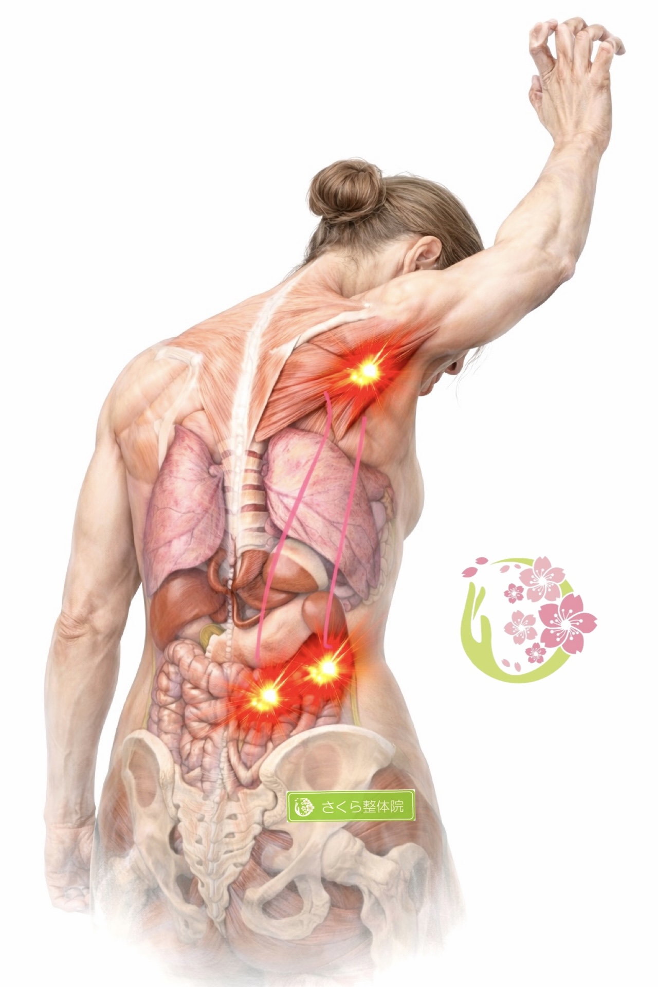 奈良市さくら整体院 肩こり » 奈良市の整体 さくら整体院 奈良市さくら整体院 肩こり