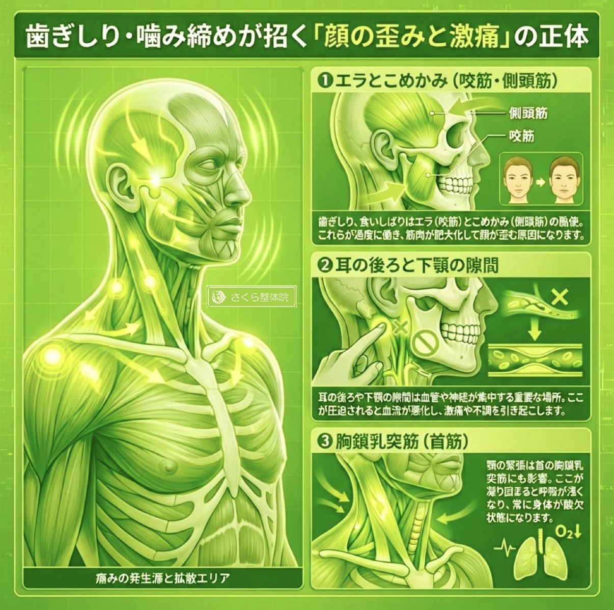 歯ぎしりと顔の歪み解消整体 » 奈良市の整体 さくら整体院 歯ぎしりと顔の歪み解消整体