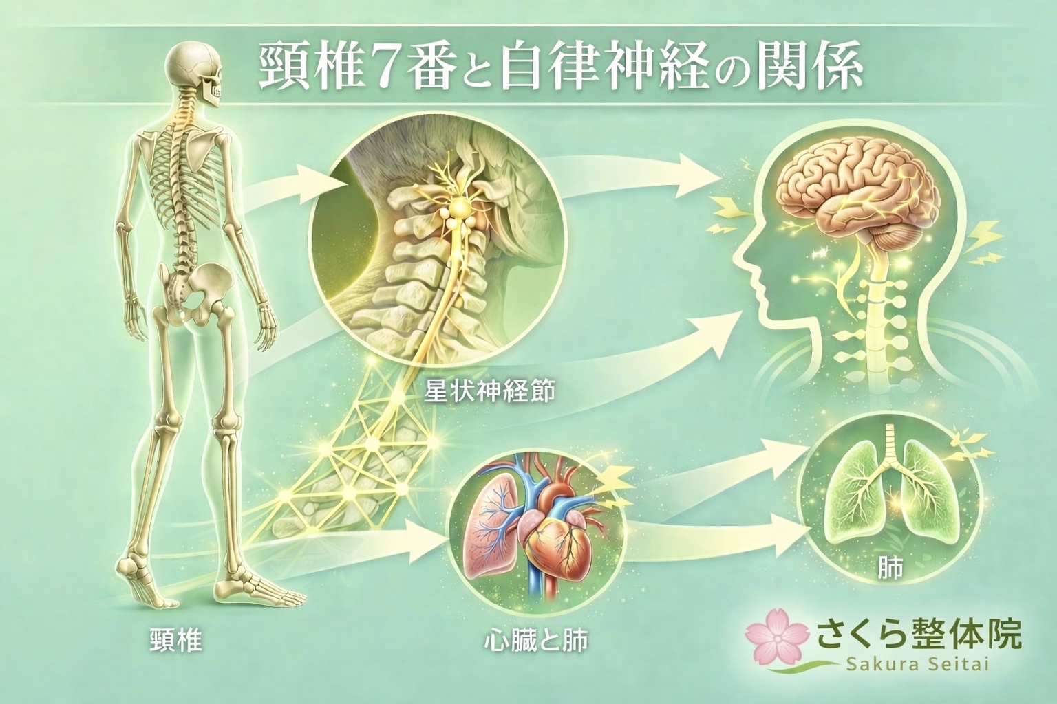 整体 頚椎7番 自律神経