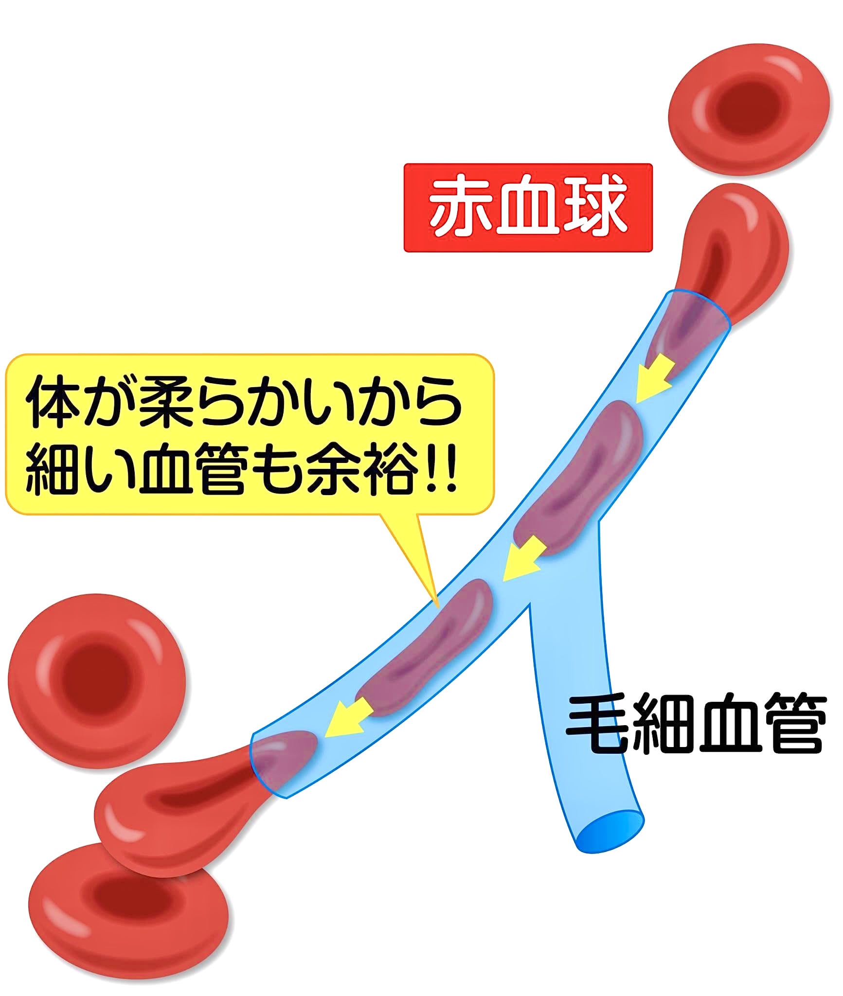 血管と赤血球
