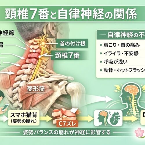 頸椎7番と自律神経の関係｜首の付け根が肩こり・不安感・呼吸の浅さを