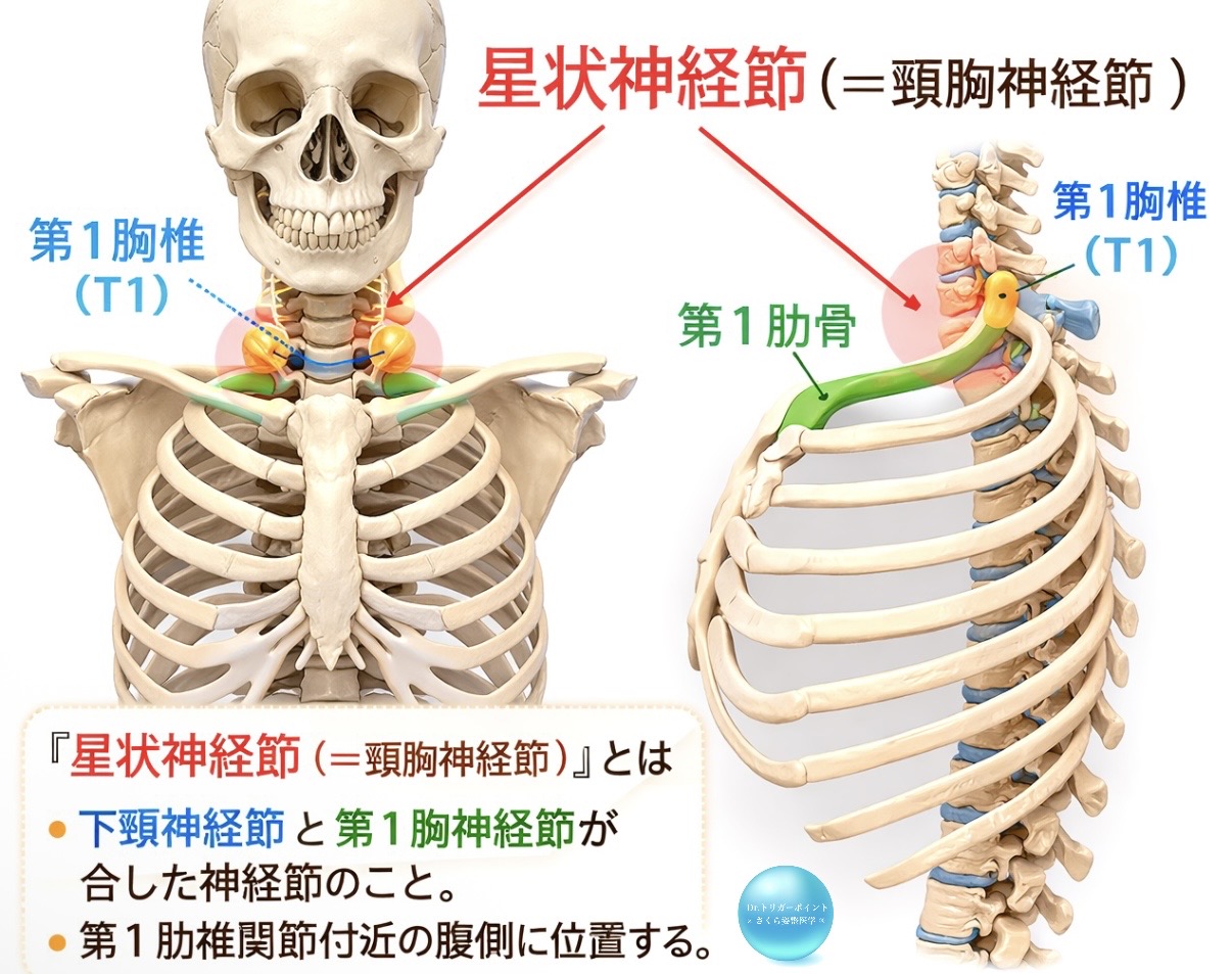 星状神経節と自律神経の関係