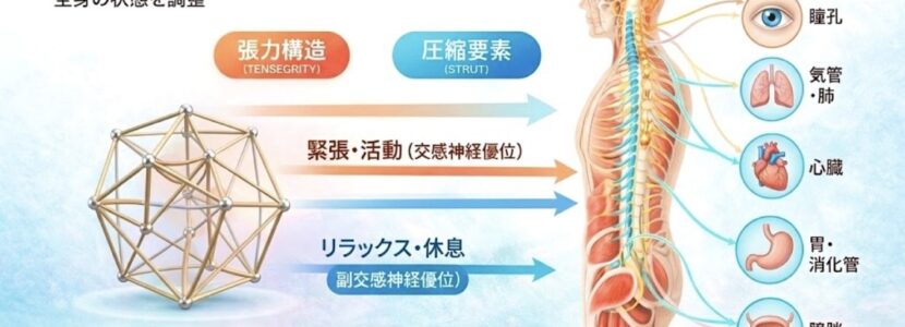 テンセグリティと自律神経の関係｜さくら整体院