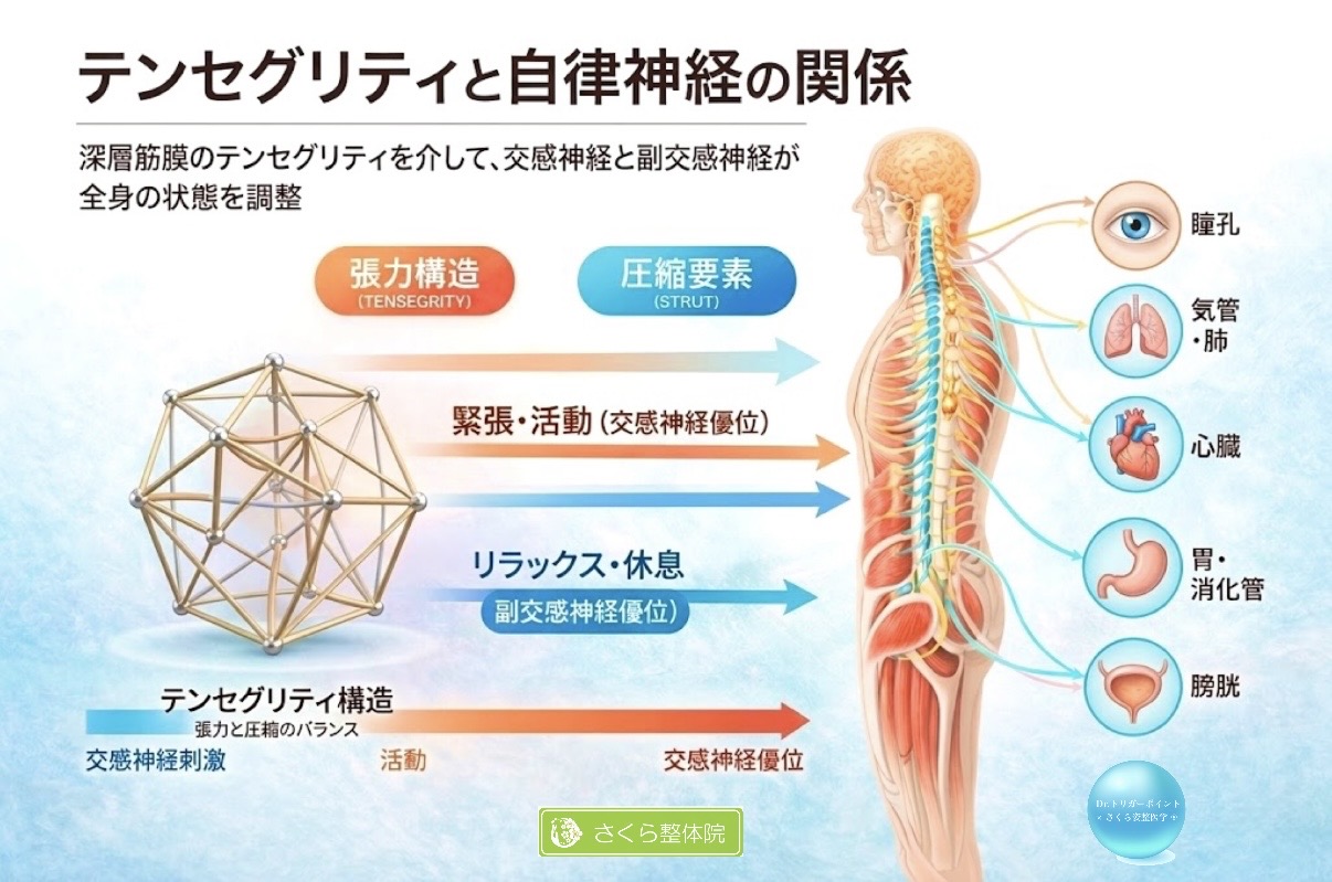 テンセグリティと自律神経の関係|さくら整体院 » 奈良市の整体 さくら整体院 テンセグリティと自律神経の関係|さくら整体院