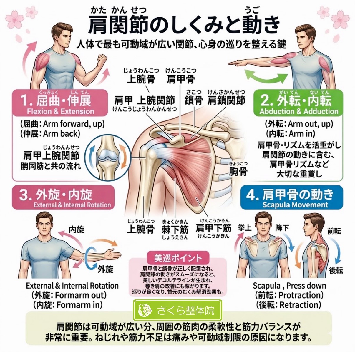 肩関節と肩甲骨の可動性を示した図