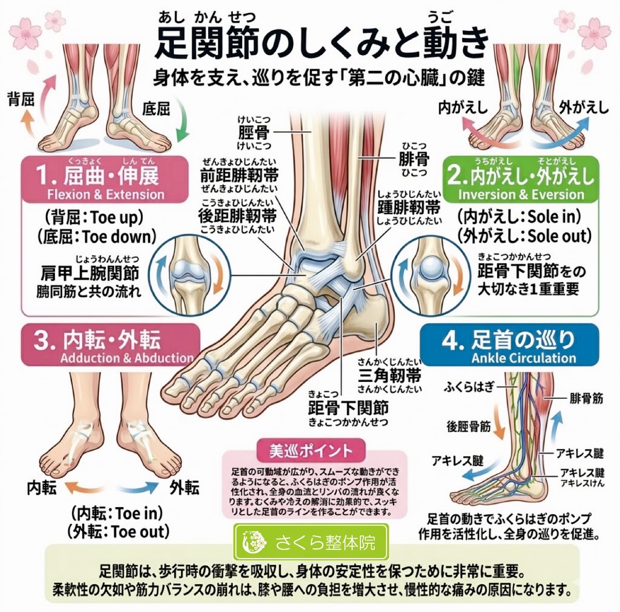 足関節の動きと荷重の土台を示した図