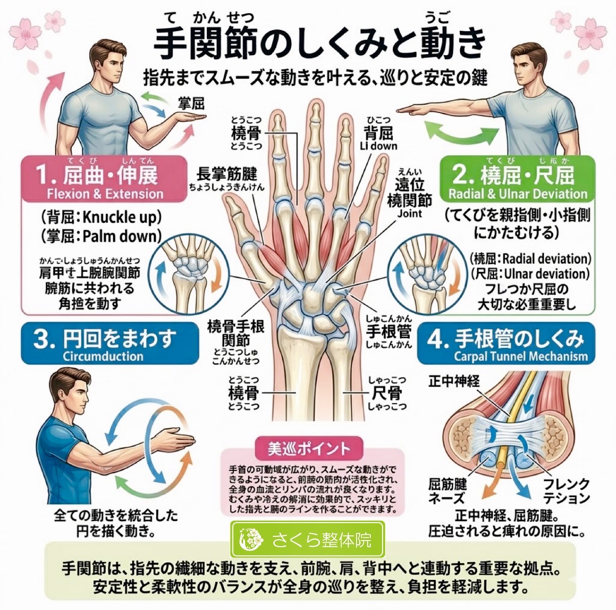 手関節の構造と動きの方向を示した図