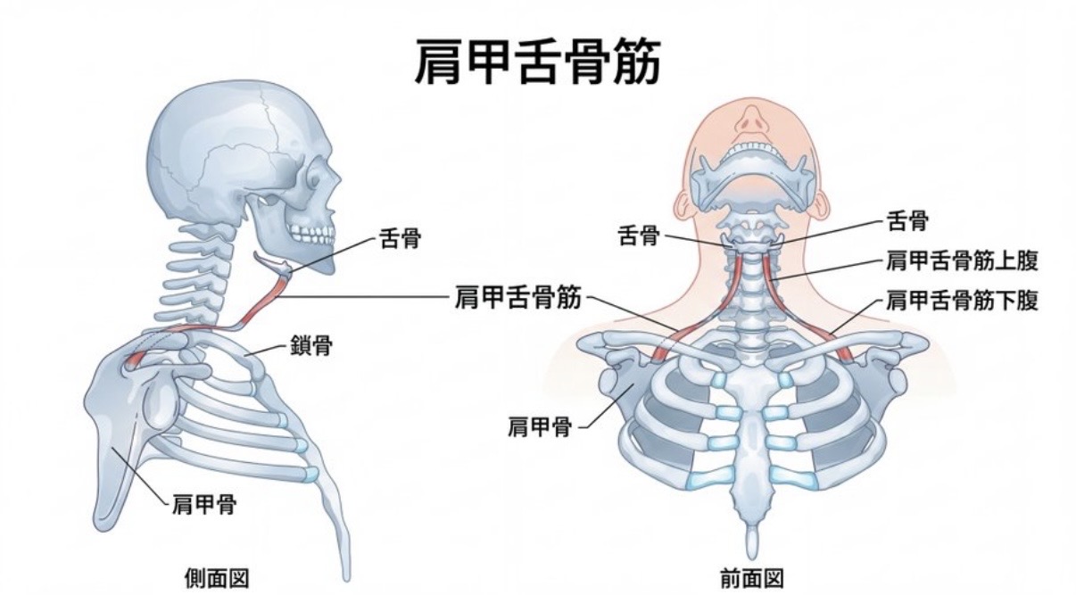 舌骨と首まわりの筋肉のつながり