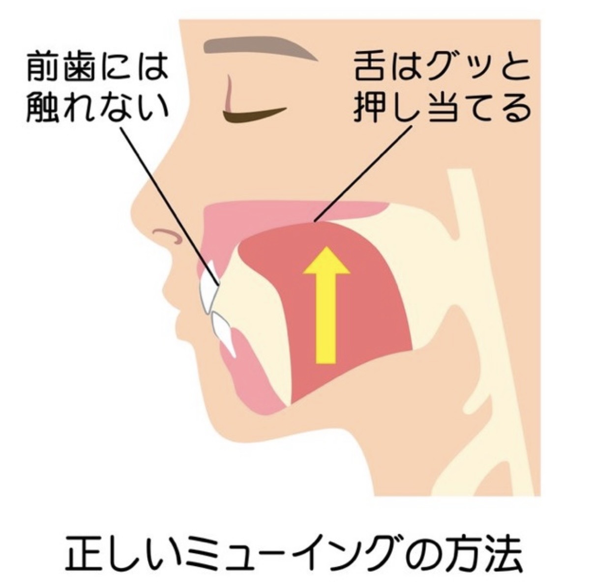 舌の位置と上顎の正しい接地イメージ