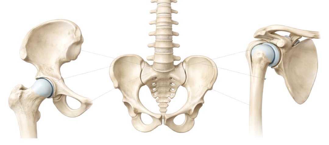 骨盤と股関節 » 奈良市の整体 さくら整体院 骨盤と股関節