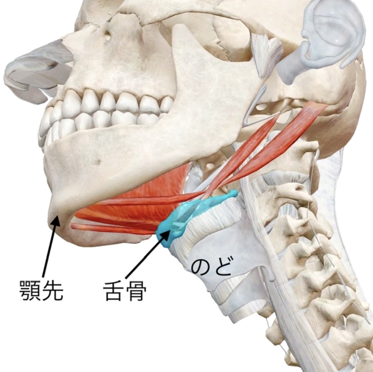 フェイスライン整体 » 奈良市の整体 さくら整体院 フェイスライン整体
