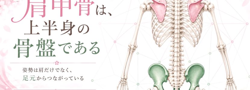 肩甲骨と骨盤
