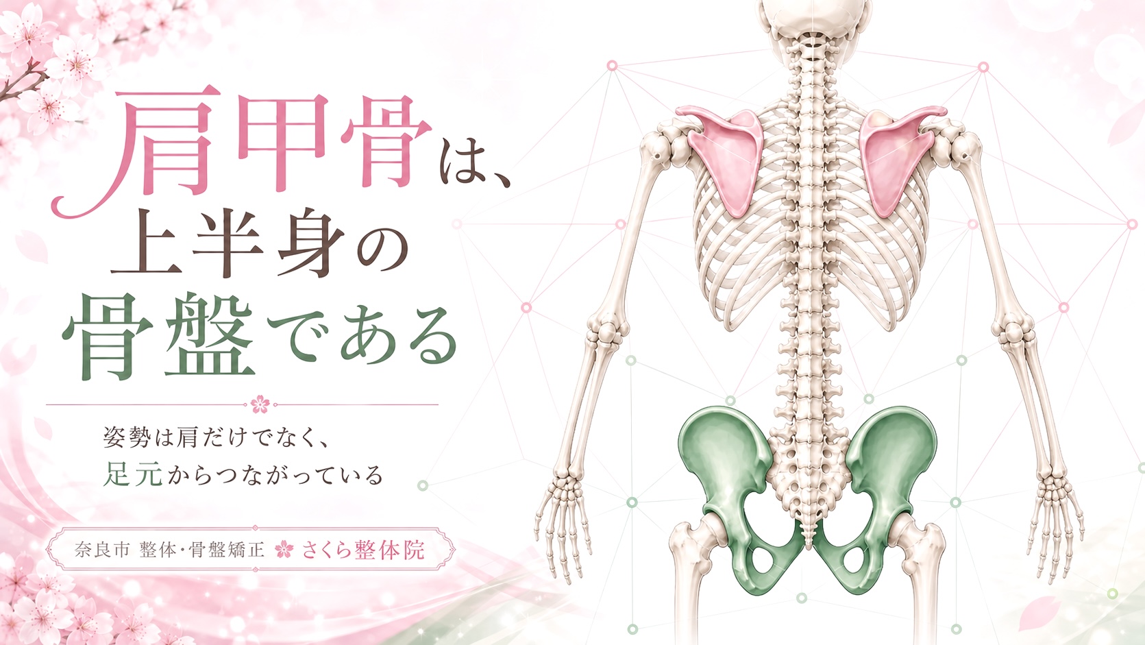 肩甲骨と骨盤