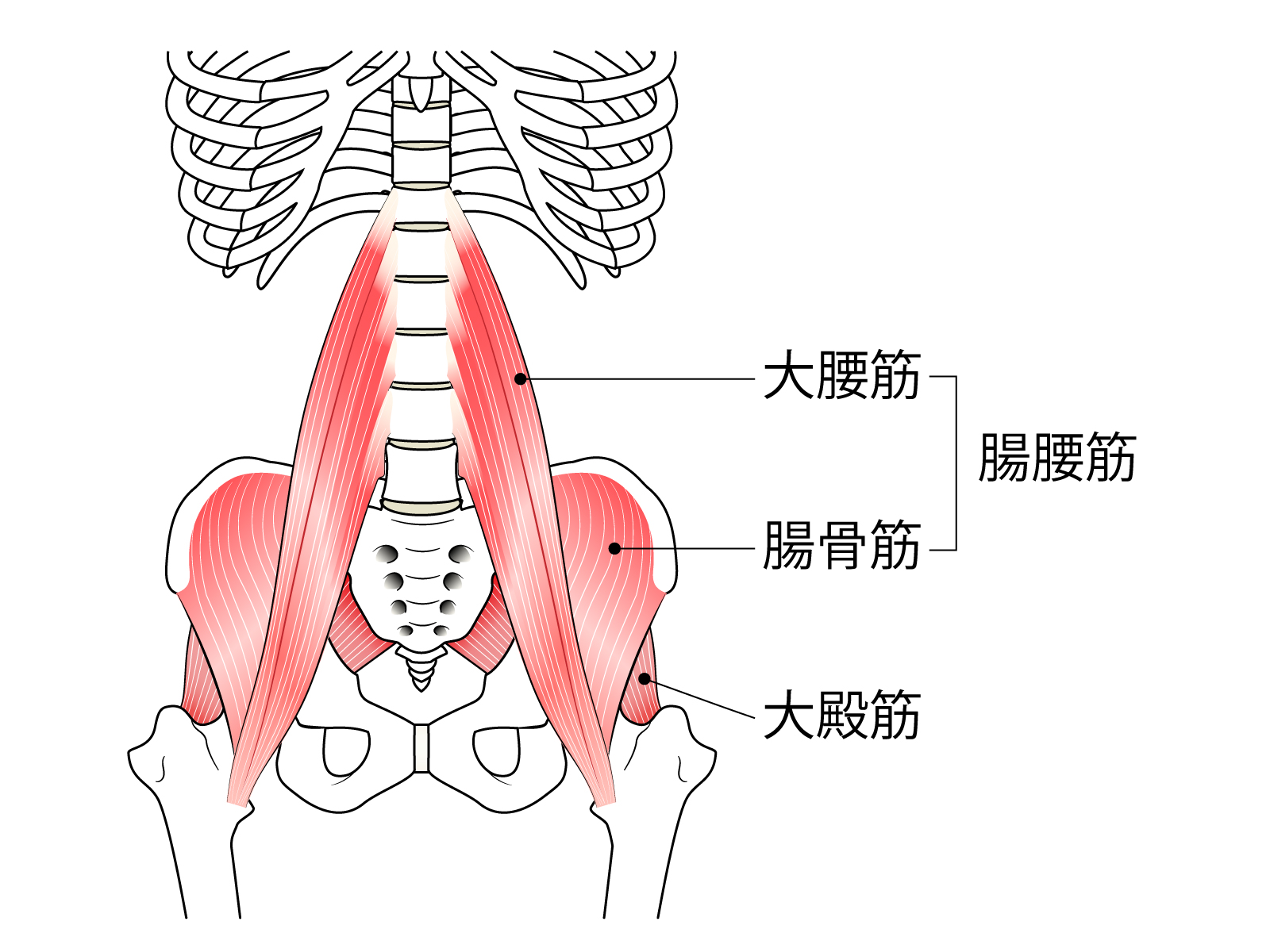 腰痛の筋肉