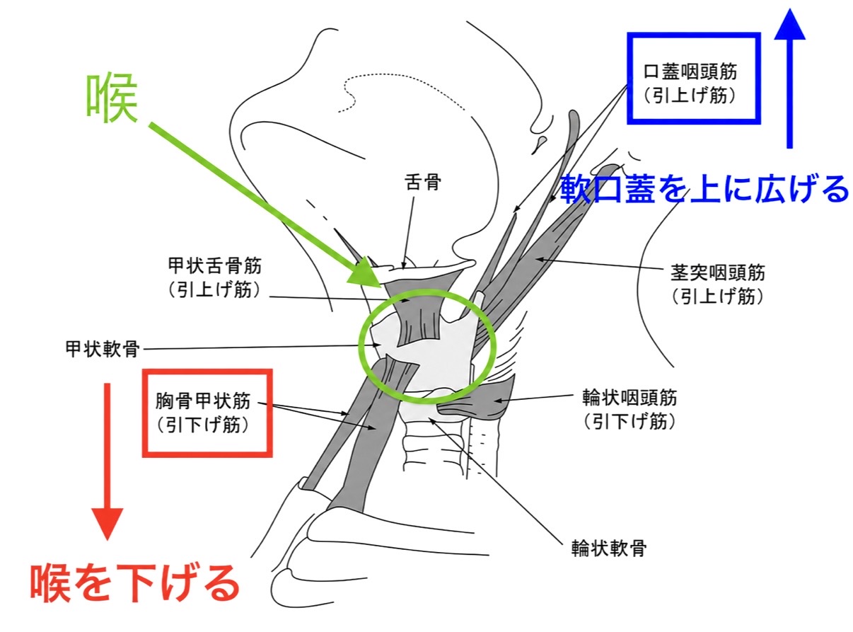 喉頭と軟口蓋の筋肉図解